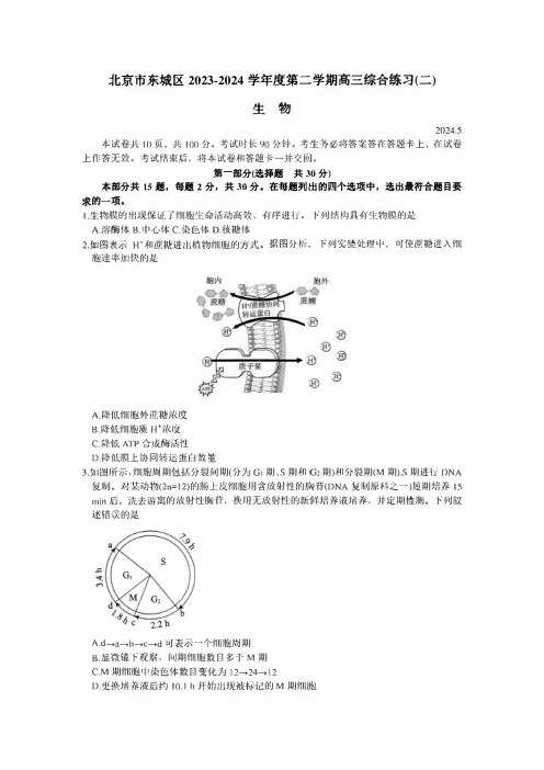 北京市东城区2024届高三下学期5月二模试题 生物 含答案