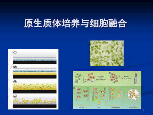 第四章植物原生质体培养及细胞融合PPT演示课件