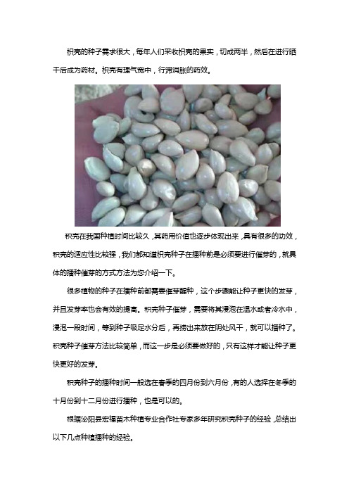 枳壳种子如何播种催芽