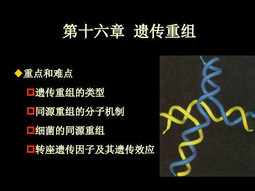 第16章遗传重组ppt课件