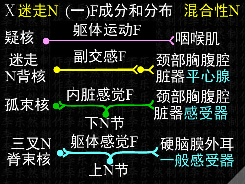 脑神经3课件