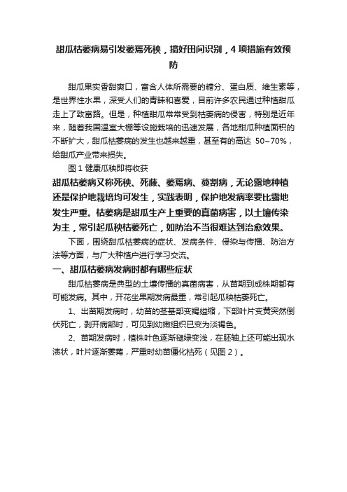 甜瓜枯萎病易引发萎蔫死秧，搞好田间识别，4项措施有效预防