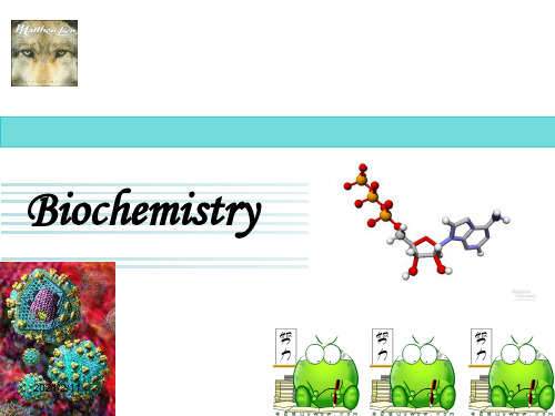 生物化学总复习PPT课件
