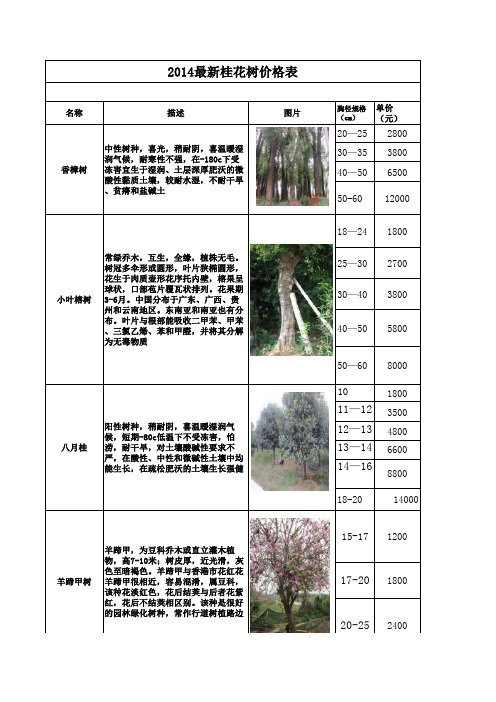 桂花树价格表