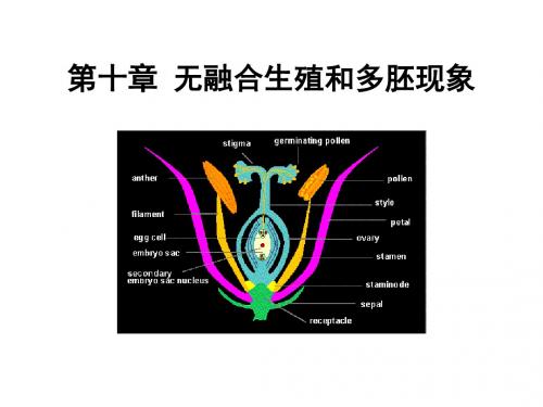 植物生殖生物学课件第十章 无融合生殖和多胚现象