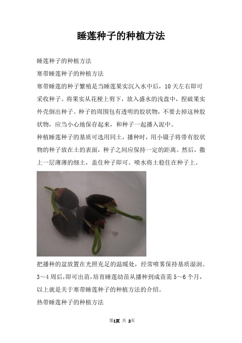 睡莲种子的种植方法