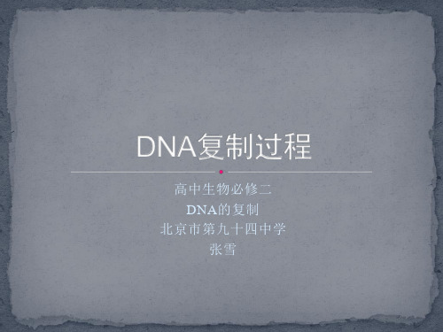DNA复制过程