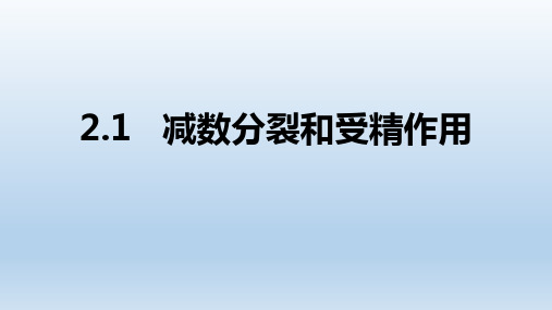 【课件】减数分裂和受精作用课件2022-2023学年高一下学期生物人教版必修2