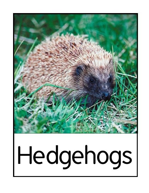 翻翻书 动物篇hedgehogs