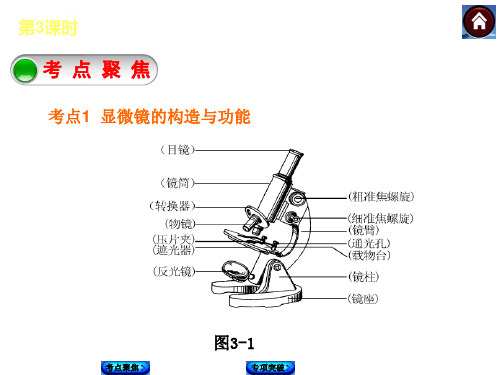 显微镜的构造与使用ppt课件