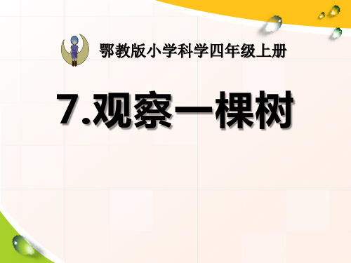 《观察一棵树》寻访校园里的动植物 PPT教学课件2