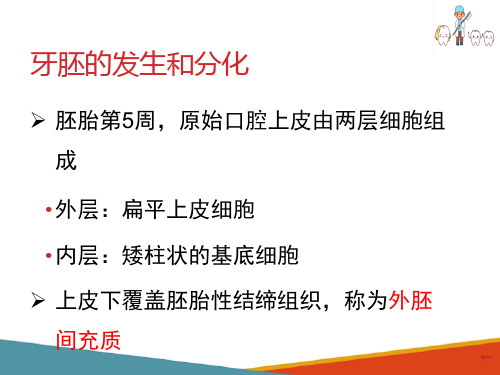 牙的发育—牙胚的发生和分化(口腔组织病理学课件)