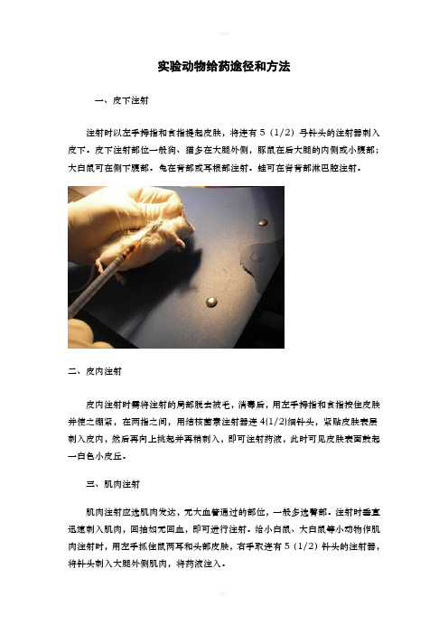 实验动物给药途径和方法