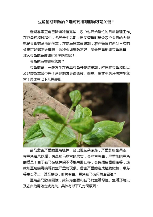 豆角蓟马难防治？选对药用对时间才是关键！