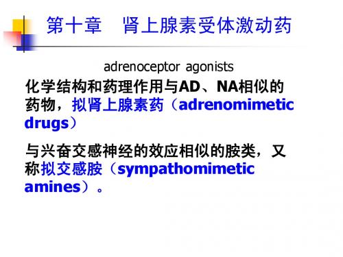 第10章  肾上腺素受体激动药