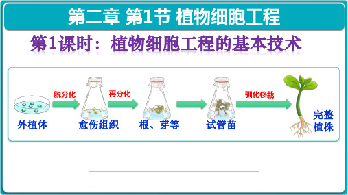 2.1.1植物细胞工程的基本技术课件 高二下学期生物人教版选择性必修3