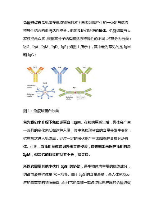 igm和igg的区别