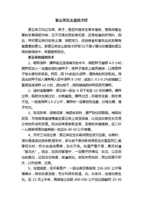 紫云英怎么栽培才好