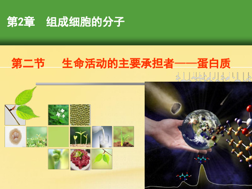 高中生物人教版必修1 生命活动的主要承担者——蛋白质 课件(27张)