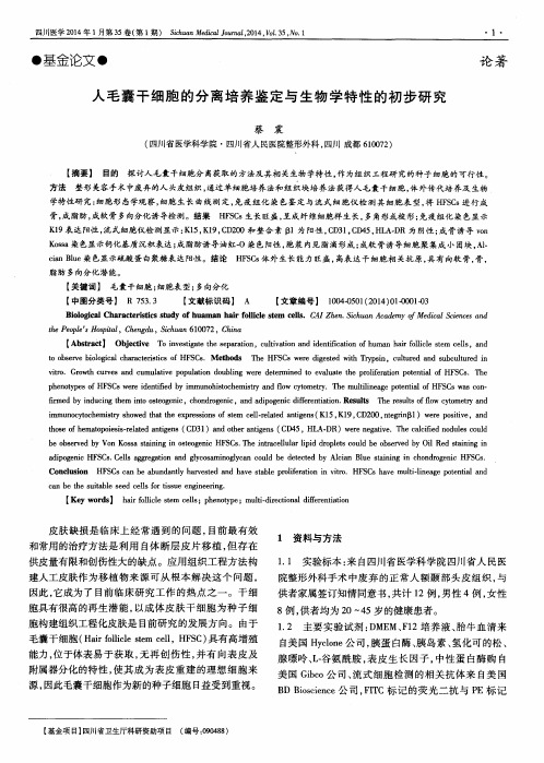 人毛囊干细胞的分离培养鉴定与生物学特性的初步研究