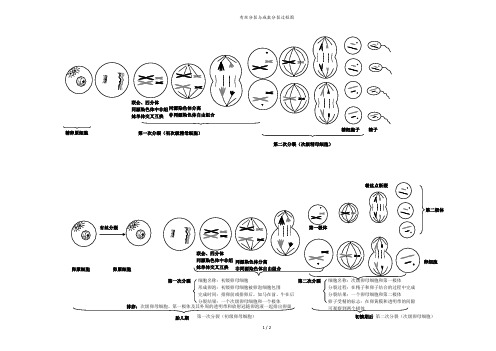有丝分裂与减数分裂过程图
