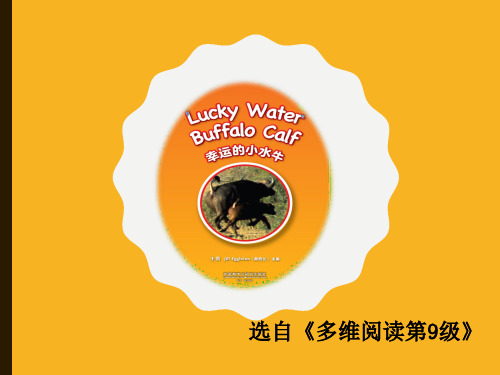 多维英语第9级—Lucky-Water-Buffalo-Calf-幸运的小水牛