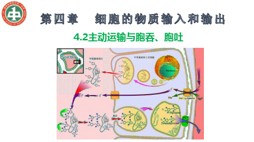 4.2 主动运输与胞吞、胞吐 课件【新教材】人教版(2019)高中生物必修一(共19张PPT)