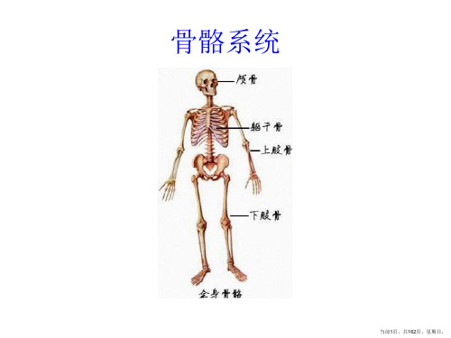 人体生理解剖学图解