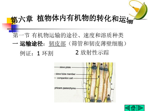 植物生理学  6.有机物的运输