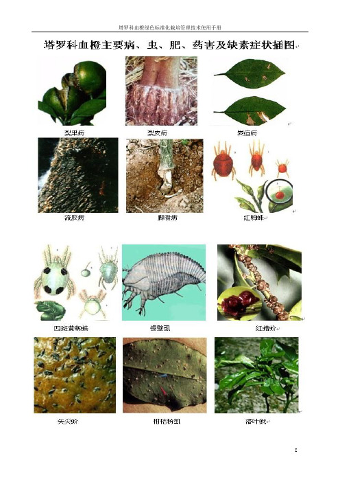 塔罗科血橙绿色标准化栽培管理技术实用手册