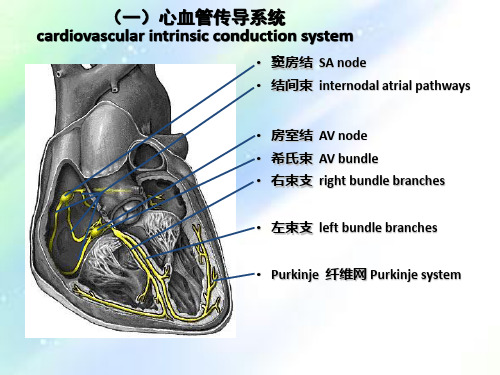 详细的心电图讲解-ECG