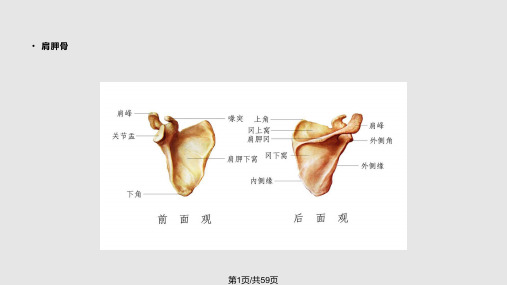 肩关节损伤MRI诊断PPT课件