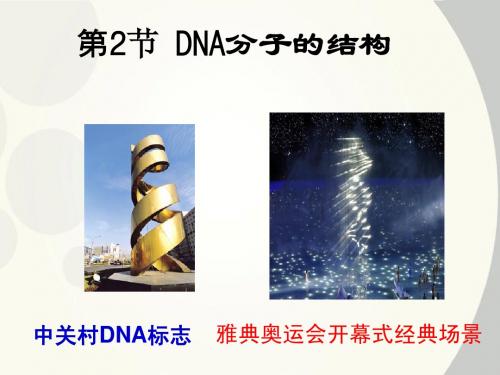 DNA分子的结构课件