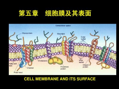 医学细胞生物学  第五章 1节