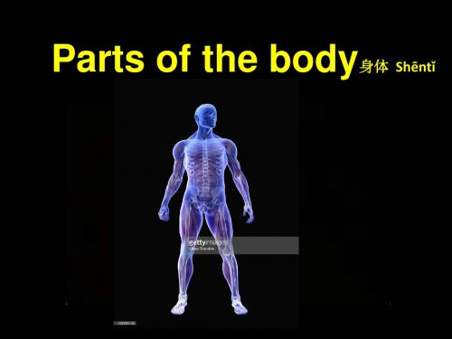 英美儿童教育资料  body-parts.