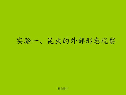 实验一、昆虫的外部形态特征观察