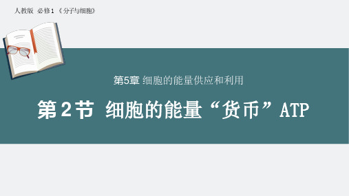 5.2细胞的能量“货币”ATP说课课件(共19张PPT1份视频).ppt