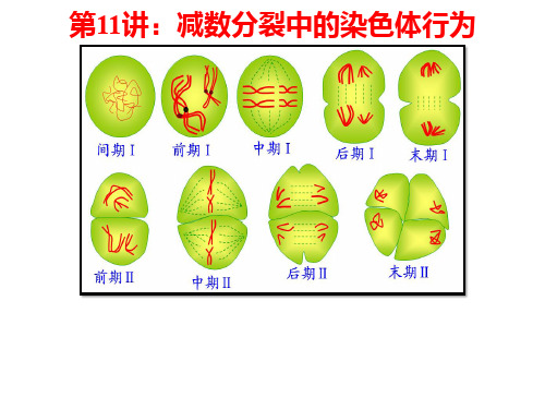 第11讲-减数分裂
