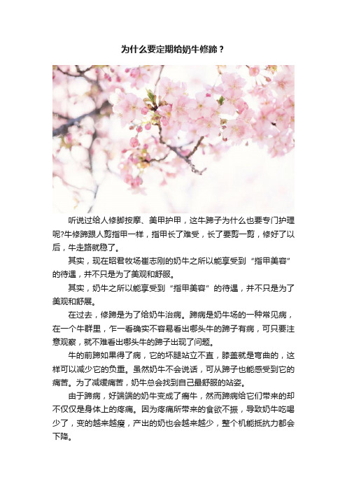 为什么要定期给奶牛修蹄？