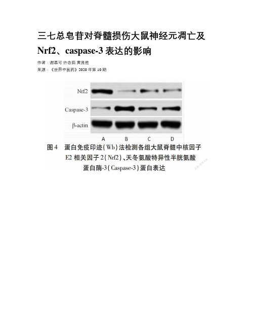 三七总皂苷对脊髓损伤大鼠神经元凋亡及Nrf2、caspase-3表达的影响