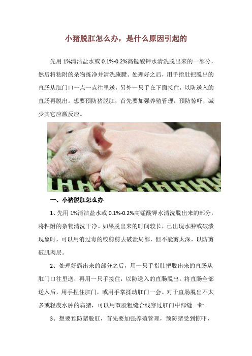 小猪脱肛怎么办,是什么原因引起的