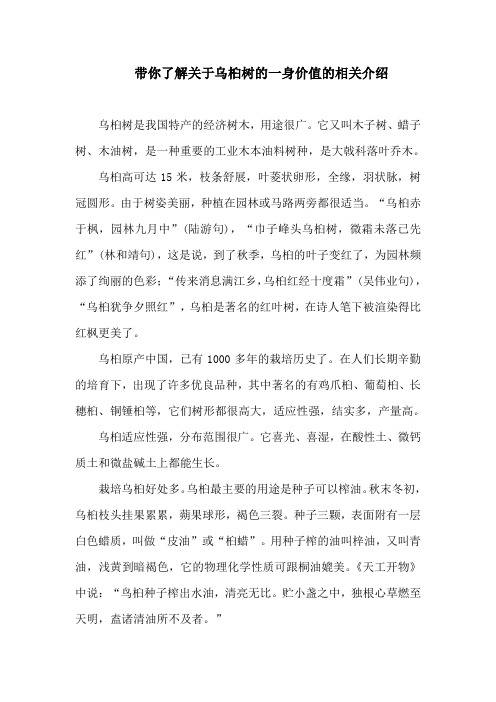 带你了解关于乌桕树的一身价值的相关介绍