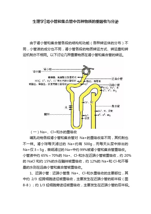 生理学┃肾小管和集合管中各种物质的重吸收与分泌