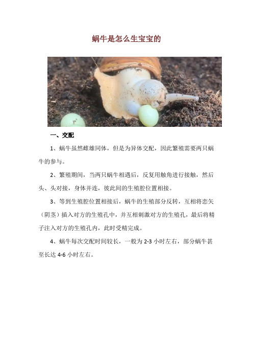 蜗牛是怎么生宝宝的