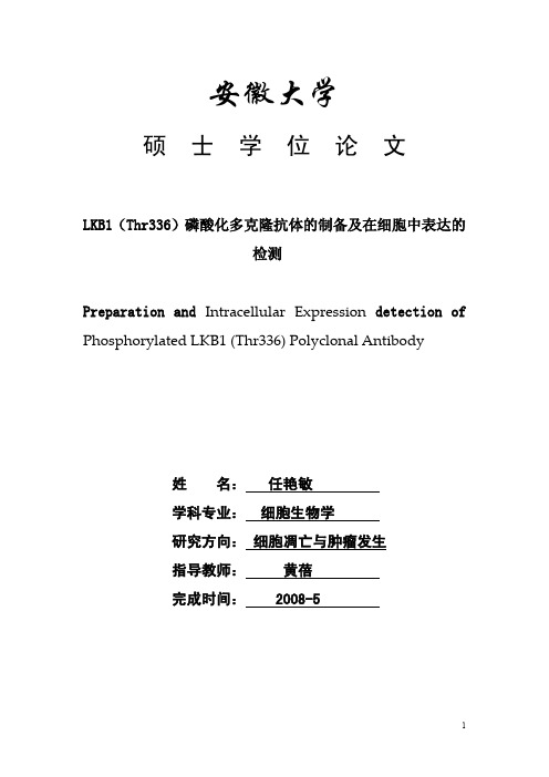 lkb1（thr336）磷酸化多克隆抗体的制备及在细胞中表达的检测