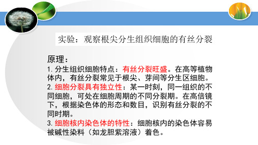 观察根尖分生组织细胞的有丝分裂(12张)