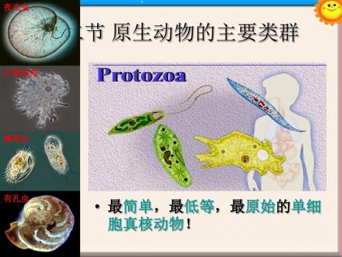 八年级生物下册 第22章 第二节 原生生物的主要类群课件1 (新版)北师大版