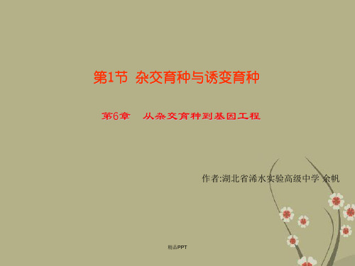 人教版高中生物必修2第6章 从杂交育种到基因工程第1节 杂交育种与诱变育种课件(2)