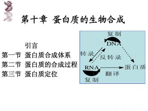 蛋白质的生物合成