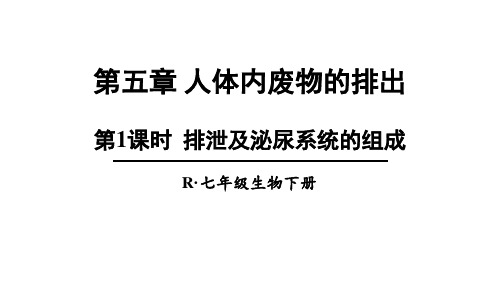 人教版七年级生物下册--排泄及泌尿系统的组成(课件)